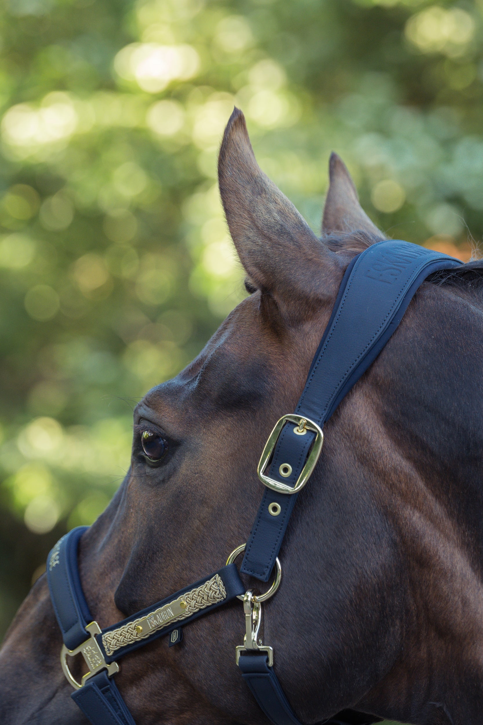 Bridles, Halters & Accessories
