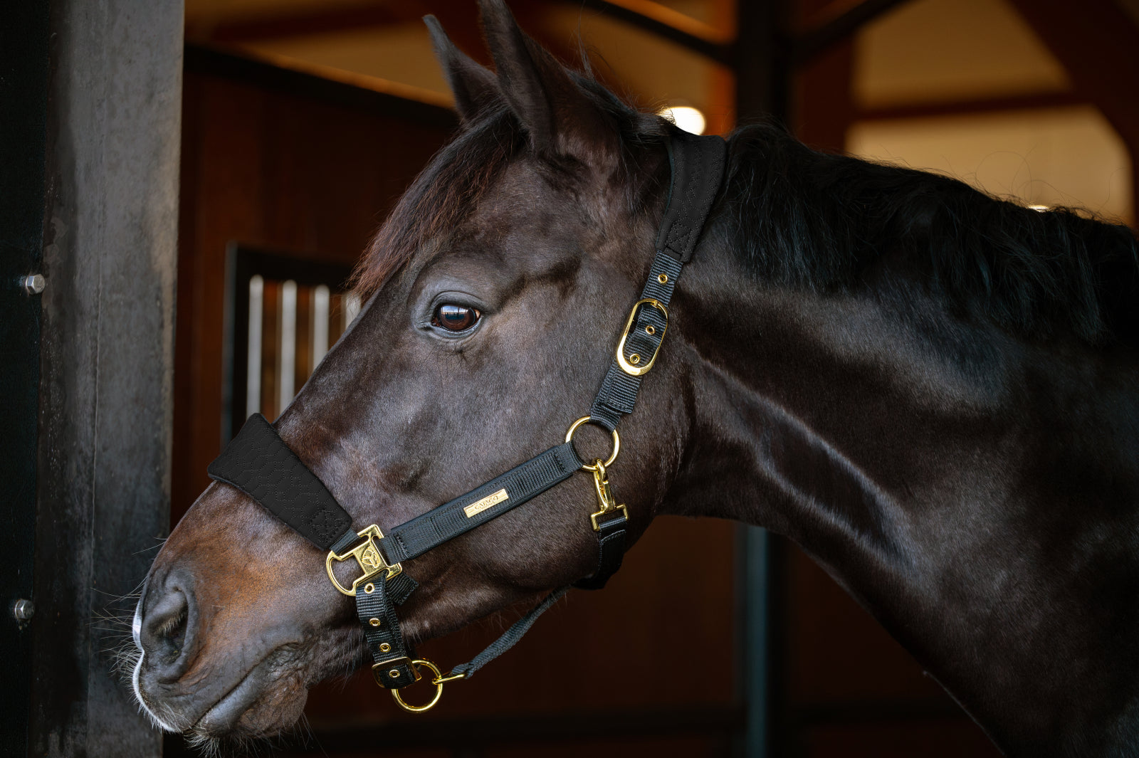 Catago FIR-Tech Grand Halter Pony Black