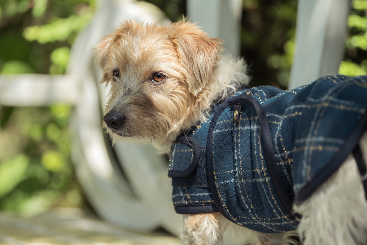 Eskadron Heritage Boucle Fleece Lined Dog Coat Blue